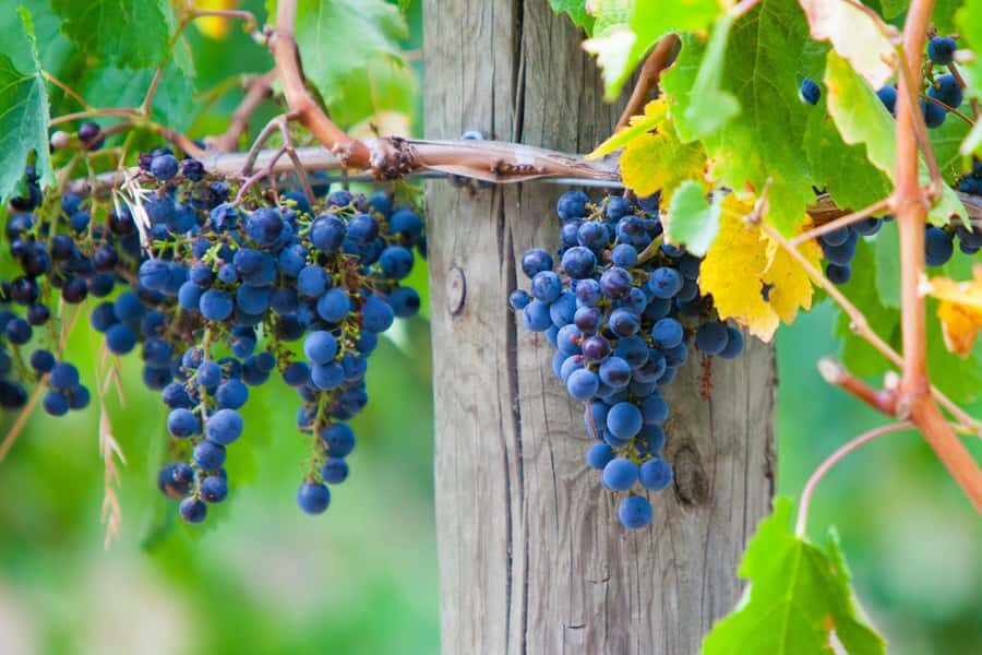 Yarra Valley: Bus Wine Tour with Lunch and a Glass of Wine - Key highlights at a glance