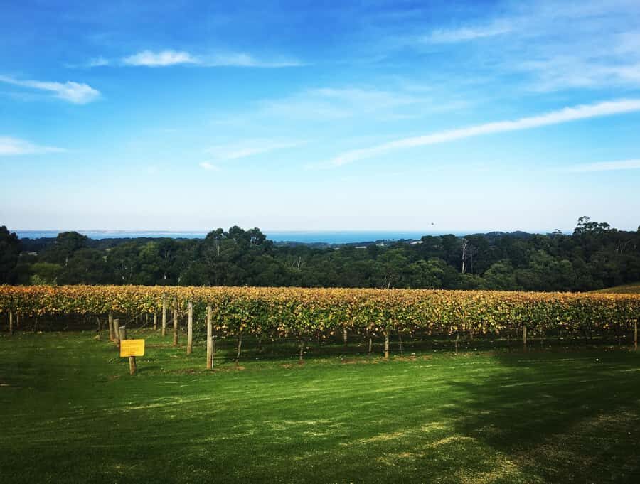 Yarra Valley: Bus Wine Tour with Lunch and a Glass of Wine - Lunch with a glass of wine: the midday stop that makes tastings feel better