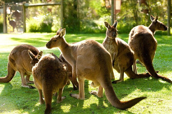 Yarra Valley Wildlife & Wine Day Tour with Healesville Sanctuary - Key highlights you’ll feel on the day