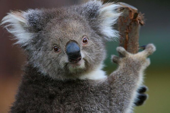 Yarra Valley Wildlife & Wine Day Tour with Healesville Sanctuary - Yering Station lunch and tastings: historic cellar door to a meal with views