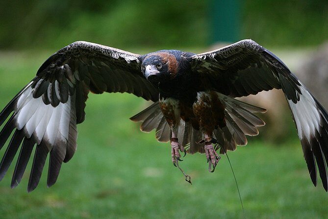 Yarra Valley Wildlife & Wine Day Tour with Healesville Sanctuary - Price and value: what $236.69 buys you (and what costs extra)
