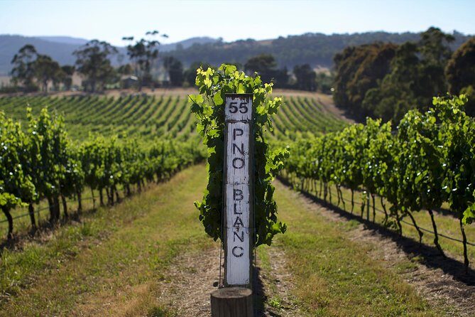 Yarra Valley wine and gin tour with Champagne Lunch at Chandon! - Group size and pacing: what you gain, what you might wish were slower