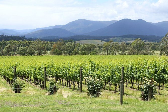 Yarra Valley Wine Day Tour - Yering Station: Historic Cellar Door to à la carte Lunch