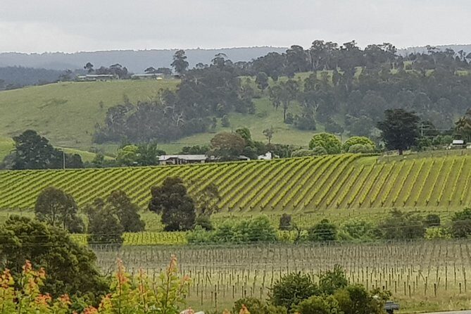 Yarra Valley Wine Tasting Day Tour from Melbourne - Key things to know before you go