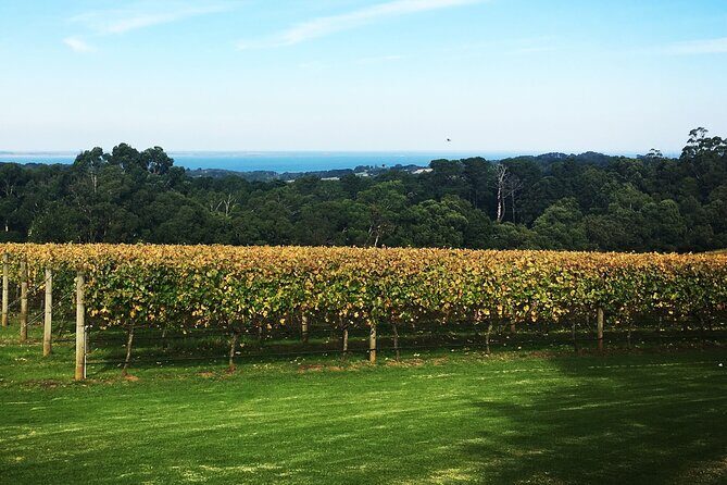 Yarra Valley Wine Tour inc lunch with a glass of wine, tastings and chocolate - Lunch at Rochford: why the meal is part of the value