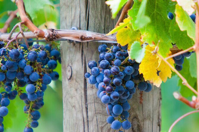 Yarra Valley Wine Tour inc lunch with a glass of wine, tastings and chocolate - The photo stops and timing: how to get the scenery without slowing down