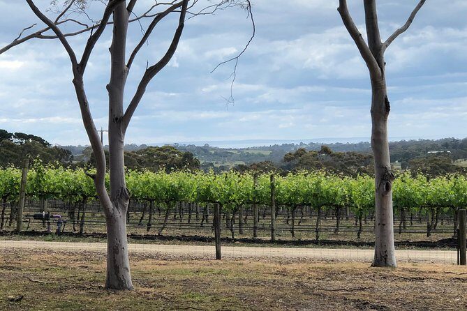 Yarra Valley Wine Tour inc lunch with a glass of wine, tastings and chocolate - Pickup, group size, and the small comfort of not driving