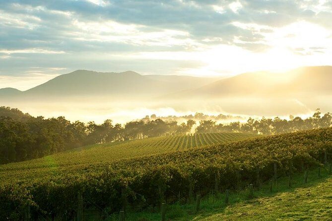 Yarra Valley Wine & Wildlife - Private Regional Tour - Private transfers with Wi‑Fi: more relaxing than it sounds