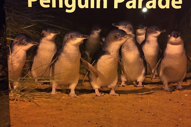 Yarra Valley Wine & Wildlife - Private Regional Tour - Who this tour fits best (and who might want another option)